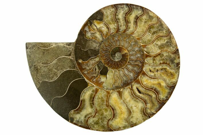 Cut & Polished Ammonite Fossil (Half) - Madagascar #317860